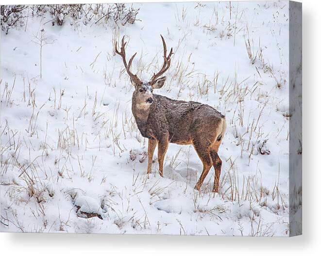 Deer Canvas Print featuring the photograph Atypical Buck by Darren White