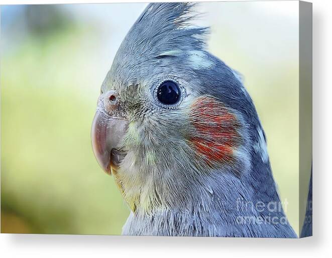 Australian Birds Canvas Print featuring the photograph Australian Birds - Cockateil by Kaye Menner