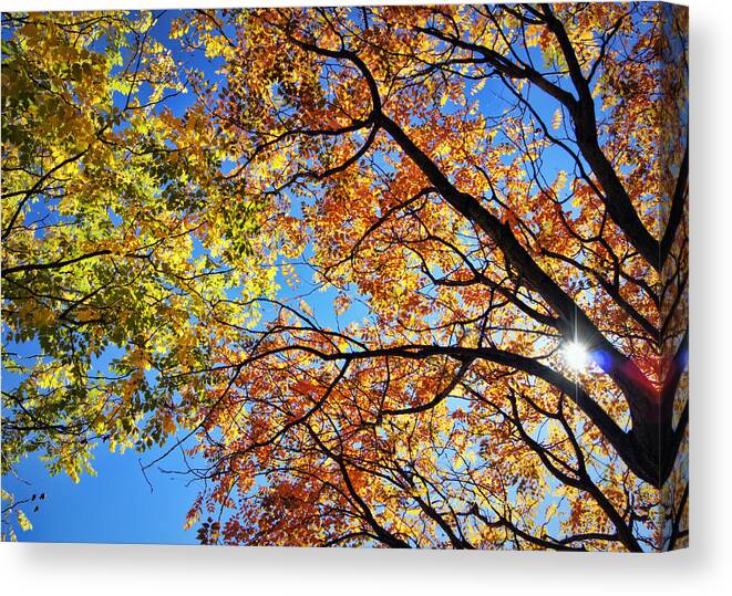 Autumn Canvas Print featuring the photograph Autumn Afternoon by Cricket Hackmann
