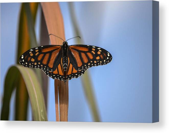 Butterfly- Viceroy-- On Pampas Grass- Limited Edition 2 Of 10 Butterfly On Grass- Autumn Colors- Butterfly In Blue- Bright Orange- Viceroy(art-photography Images By Rae Ann M. Garrett- Raeann Garrett) Canvas Print featuring the photograph Autumn Beauty- limited edition 3 of 10 by Rae Ann M Garrett