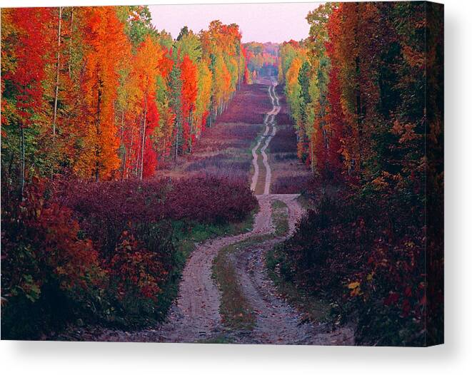 Michigan Canvas Print featuring the photograph Autumn forest road by Dennis Cox