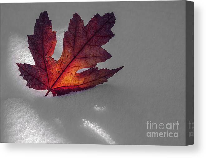 Autumn Canvas Print featuring the photograph Autumn leaf and snow by Vishwanath Bhat