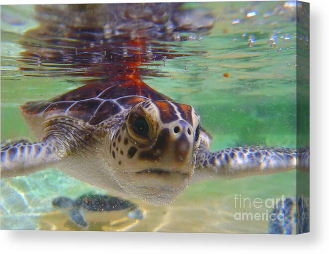 Turtle Canvas Print featuring the photograph Baby turtle by Carey Chen