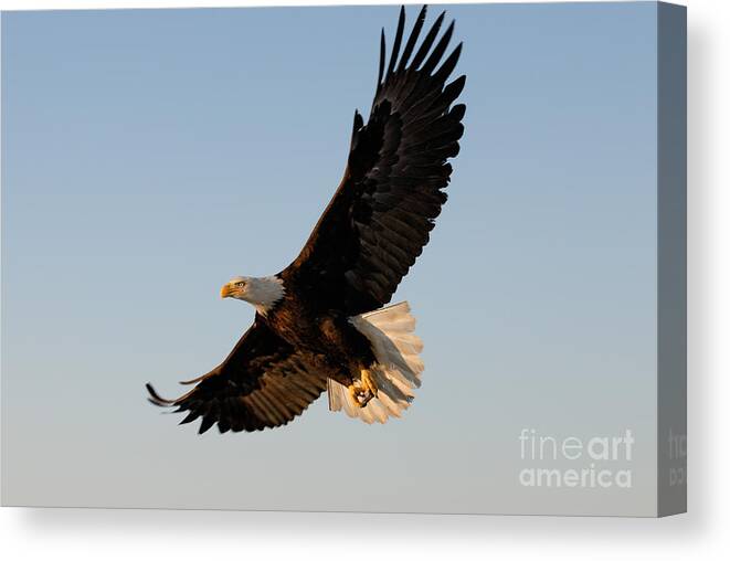 Animal Canvas Print featuring the photograph Bald Eagle Flying with Fish in its Talons by Stephen J Krasemann