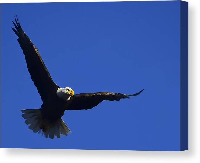 Bald Eagle Canvas Print featuring the photograph Riding A Thermal. by Stuart Harrison