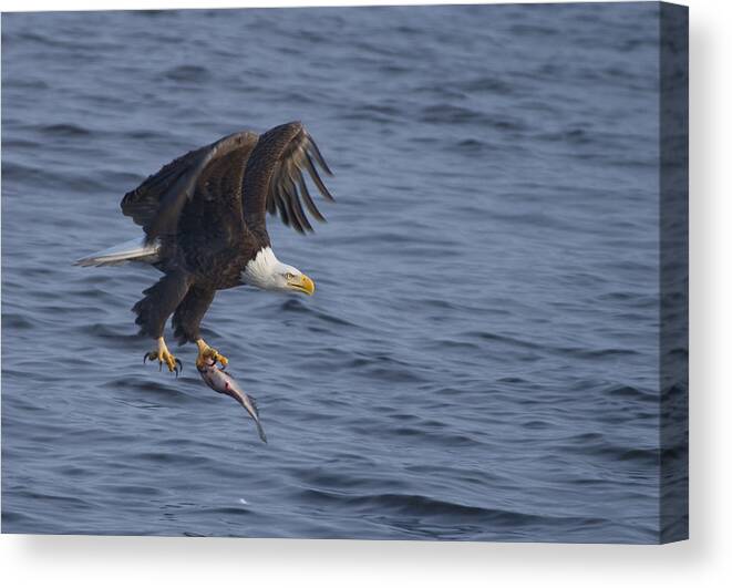Bald Canvas Print featuring the photograph Bald Eagle with a Fish by Larry Bohlin