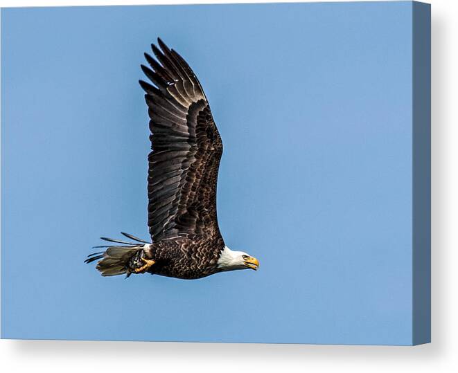 American Canvas Print featuring the photograph Bald Eagle with Catch of the Day by Dawn Key