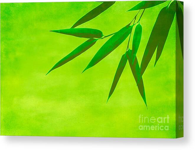 Asia Canvas Print featuring the photograph Bamboo Leaves by Hannes Cmarits