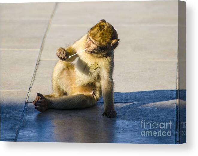 Gibraltar Canvas Print featuring the photograph Barbary Ape and Chewing Gum by Deborah Smolinske
