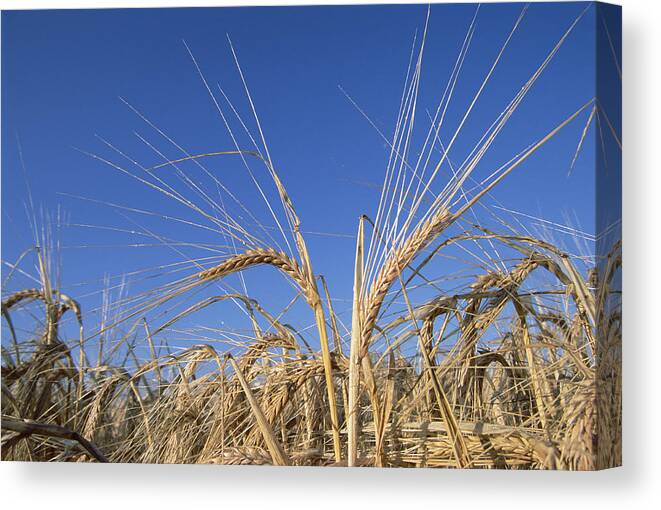 00196411 Canvas Print featuring the photograph Barley Field Showing Heads of Grain by Konrad Wothe