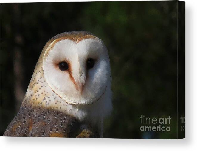 Nature Canvas Print featuring the photograph Barn Owl by Deborah Smith