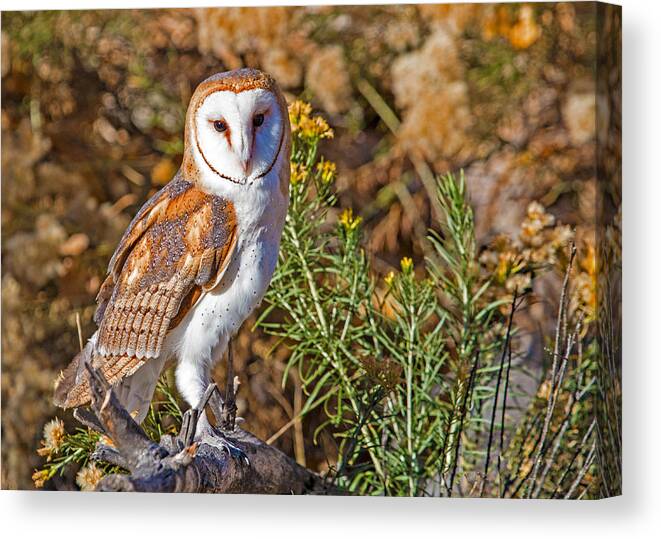 Barn Owl Canvas Print featuring the photograph Barn Owl Perched by Dawn Key