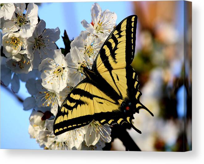 Butterfly Canvas Print featuring the photograph Beam Me Up by Karen Scovill