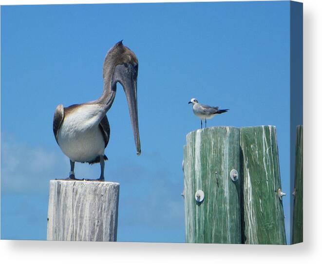 Pelican Canvas Print featuring the photograph Beat It by Greg Graham