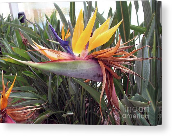 Bird Of Paradise Canvas Print featuring the photograph Beautiful Bird Of Paradise by Christiane Schulze Art And Photography