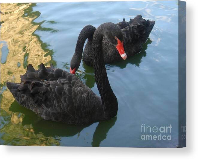 Black Swans Canvas Print featuring the photograph Beautiful Black Swans by Carla Carson