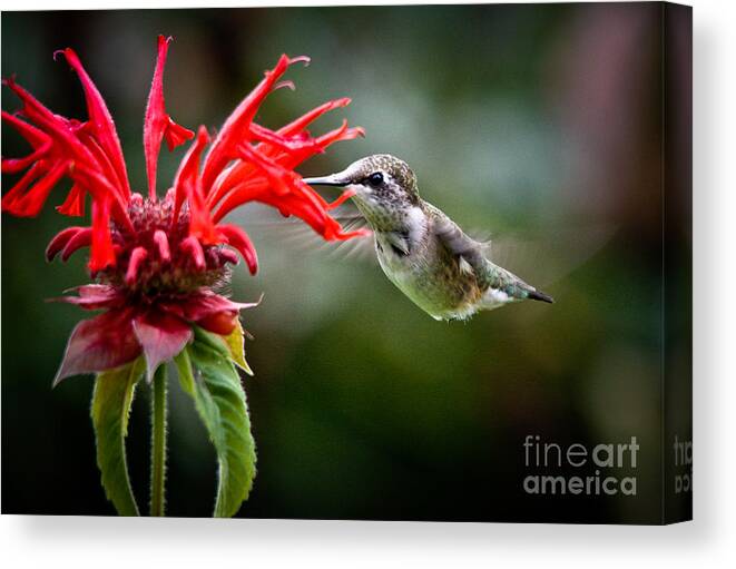 Ruby-throated Hummingbird Canvas Print featuring the photograph Beautiful Hummer by Cheryl Baxter