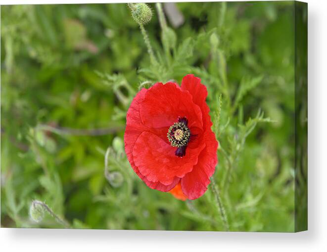 Poppy Canvas Print featuring the photograph Beautiful Red Poppy Papaver rhoeas by Marianne Campolongo