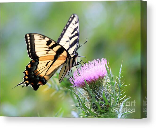 Butterflies Canvas Print featuring the photograph Beauty On Wings by Geoff Crego