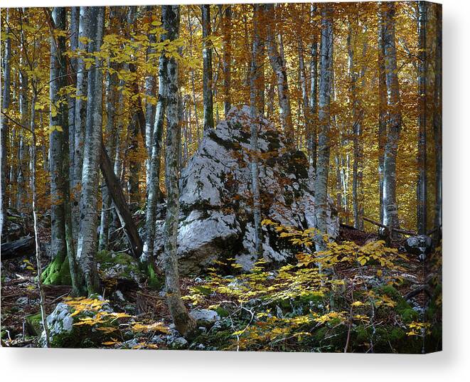 Rural Landscape Canvas Print featuring the photograph Beech Bohinj by Jerry Daniel