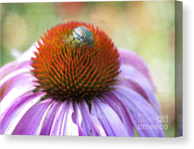 Beauty In Nature Canvas Print featuring the photograph Beetle Bug by Juli Scalzi