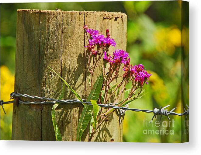 Landscape Canvas Print featuring the photograph Behind The Fence by Mary Carol Story