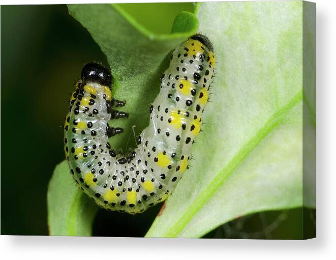 Insect Canvas Print featuring the photograph Berberis Sawfly Larva by Nigel Downer