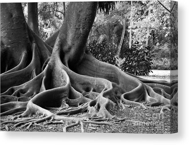 Ficus Canvas Print featuring the photograph Big Roots by Judy Wolinsky