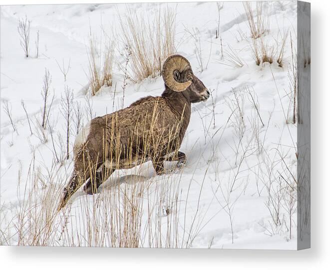 Bighorn Sheep Canvas Print featuring the photograph Bighorn in Yellowstone by Alan Toepfer