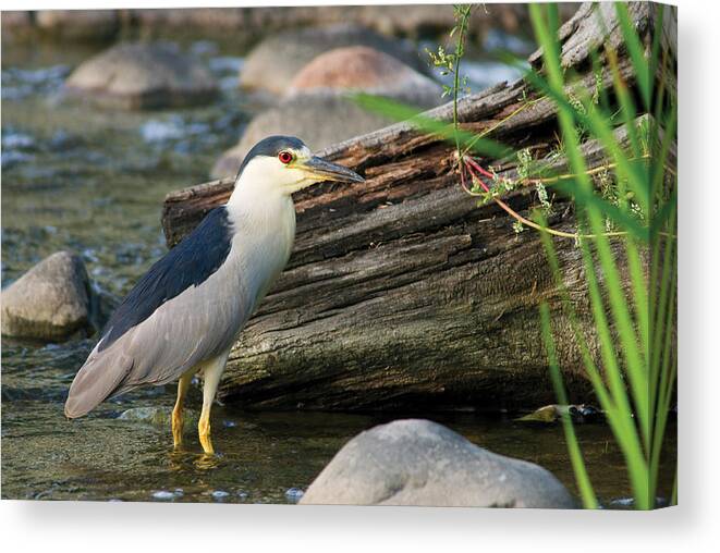Bird Canvas Print featuring the photograph Black-Crowned Night-Heron by Larry Bohlin
