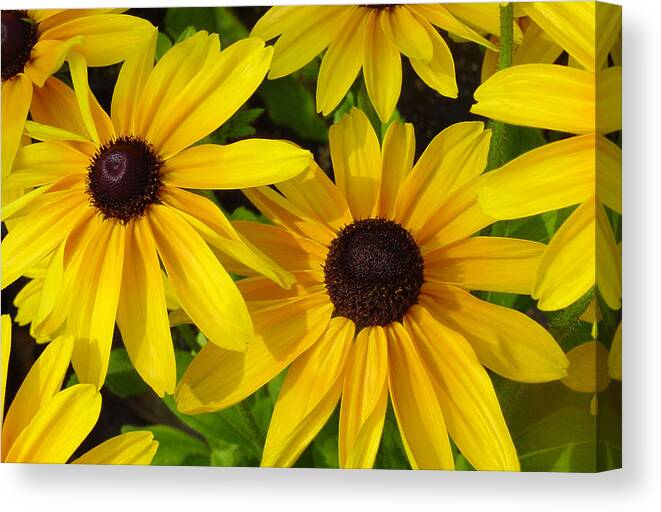 Black Eyed Susan Canvas Print featuring the photograph Black Eyed Susans by Suzanne Gaff