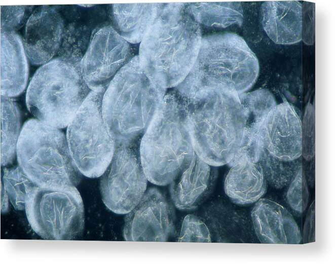 Animal Canvas Print featuring the photograph Black Fly Eggs by Sinclair Stammers/science Photo Library