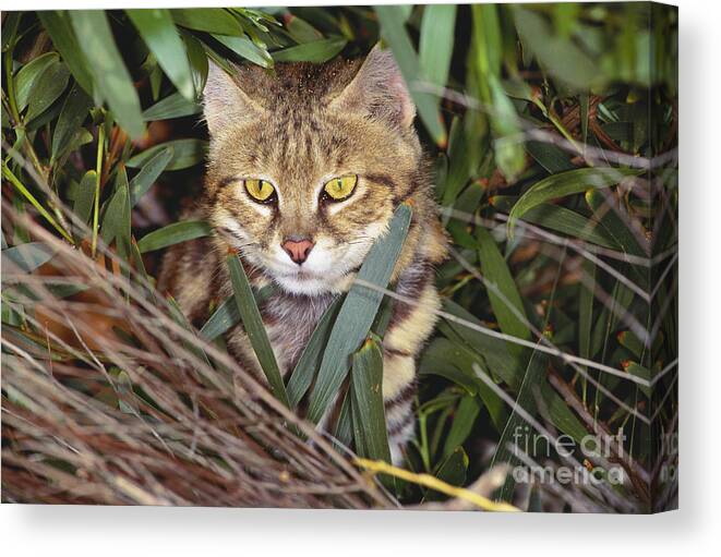 Outdoors Canvas Print featuring the photograph Black Footed Cat by Art Wolfe