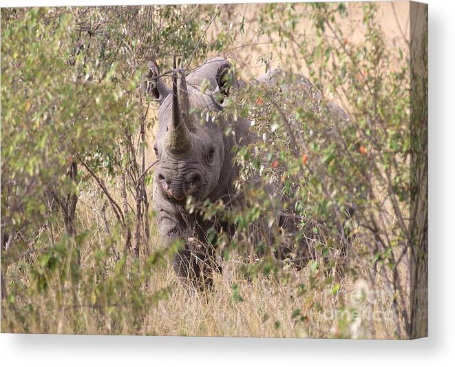 Rhinos Canvas Print featuring the photograph Black Rhino by Chris Scroggins