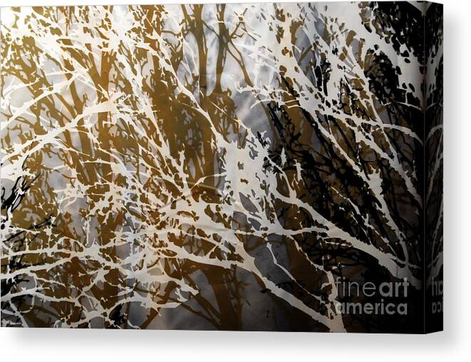 Abstract Canvas Print featuring the photograph Forest Abstracts - Black Tan Cream 2 of 10 by Jacqueline M Lewis