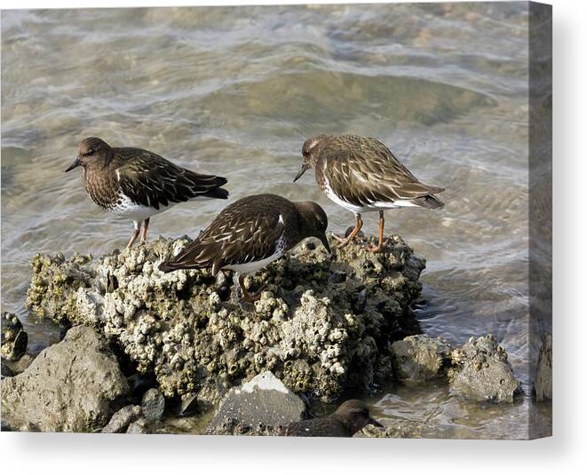 United States Canvas Print featuring the photograph Black Turnstones Feeding by Bob Gibbons
