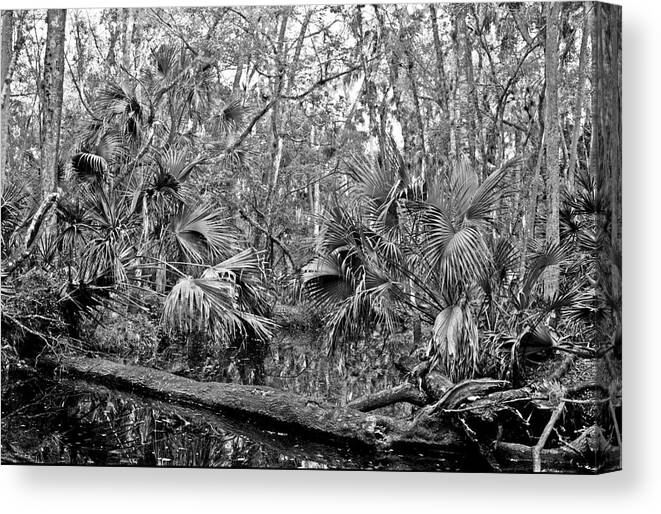 Black & White Landscape Canvas Print featuring the photograph Black Water. Green Swamp Wildlife Management Area Polk County. by Chris Kusik