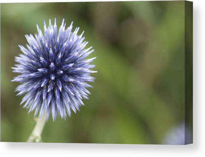 Blue Flower Canvas Print featuring the photograph Blooming Blue by Clifford Pugliese