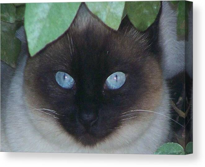 Animals Canvas Print featuring the pyrography Blue Eyed Wild Cat by Kathy Budd