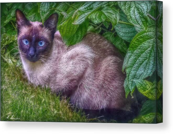 Cat Canvas Print featuring the photograph Blue Eyes - signed by Hanny Heim
