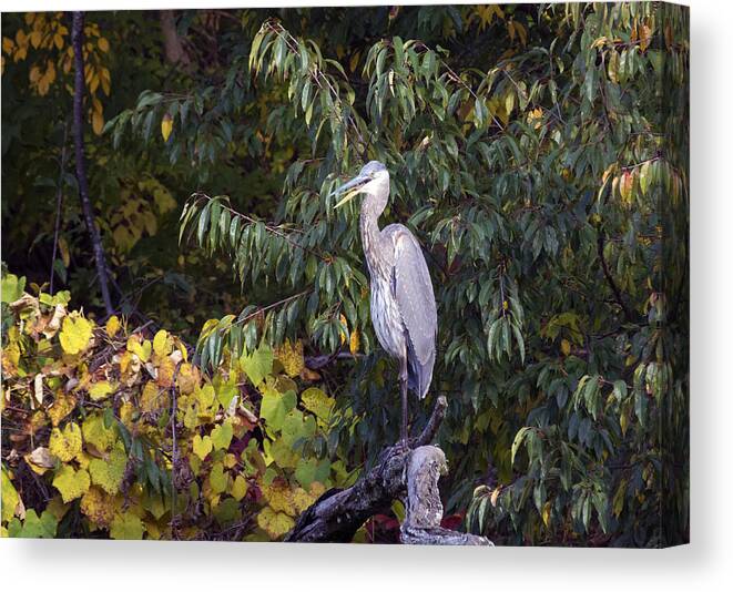 Birds Canvas Print featuring the photograph Blue Heron Perched in Tree by Paul Ross