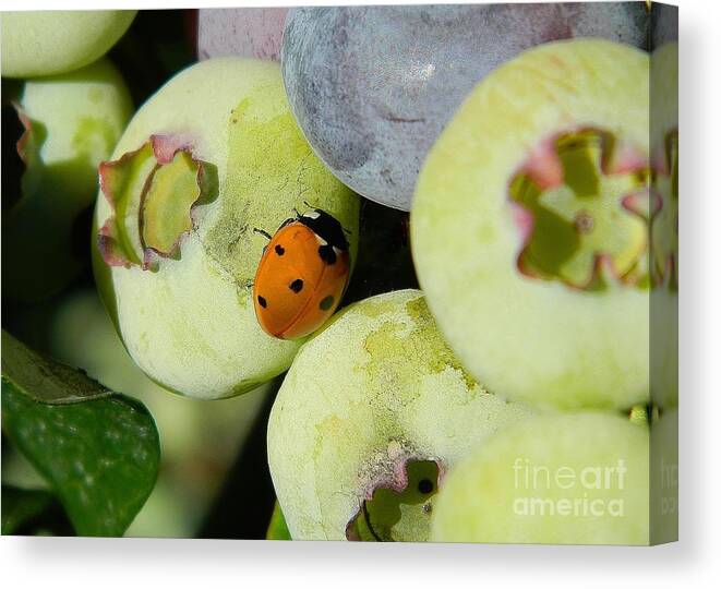 Ladybug Canvas Print featuring the photograph Blueberry Ladybug by Gallery Of Hope 