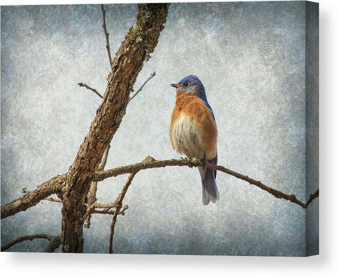Moody Canvas Print featuring the photograph Bluebird Blues by Bill and Linda Tiepelman