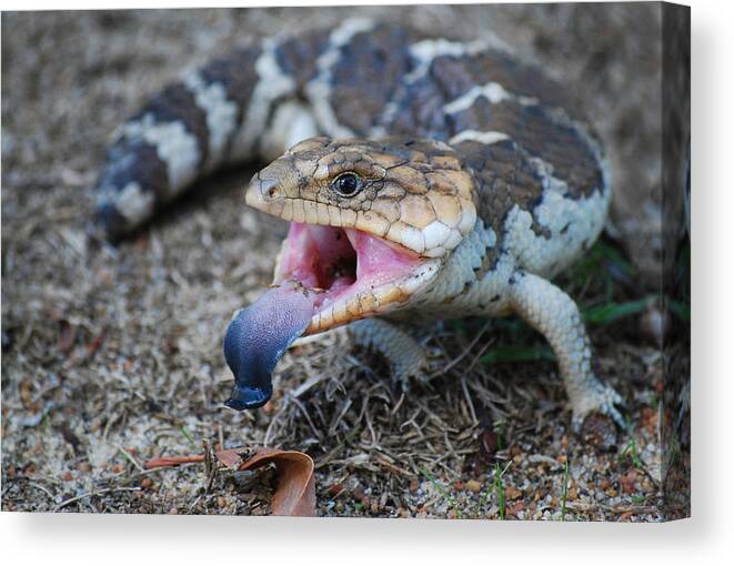 Bobtail Canvas Print featuring the photograph Bobtail Lizard by Michelle Wrighton