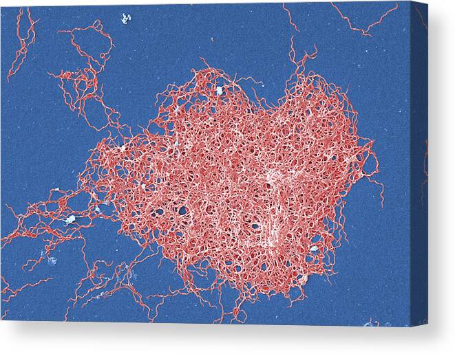 Science Canvas Print featuring the photograph Borrelia Bacteria, Sem by Science Source