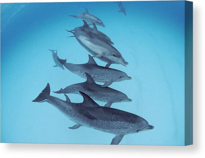 Feb0514 Canvas Print featuring the photograph Bottlenose Dolphin With Atlantic by Flip Nicklin