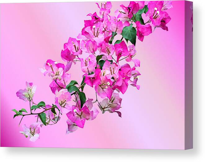 Bougainvillea Canvas Print featuring the photograph Bougainvillea by Kristin Elmquist