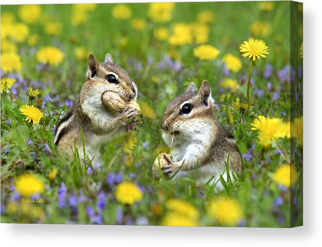 Chipmunk Canvas Print featuring the photograph Bountiful Generosity by Christina Rollo