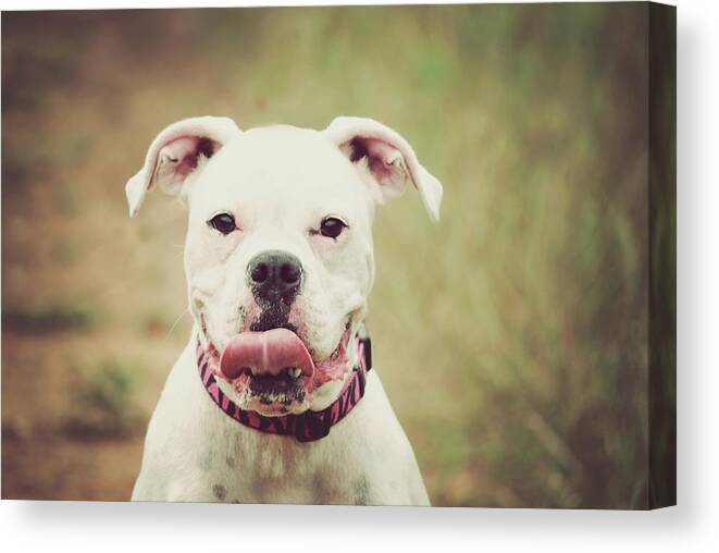 Pets Canvas Print featuring the photograph Boxer by Loudmouth Photography