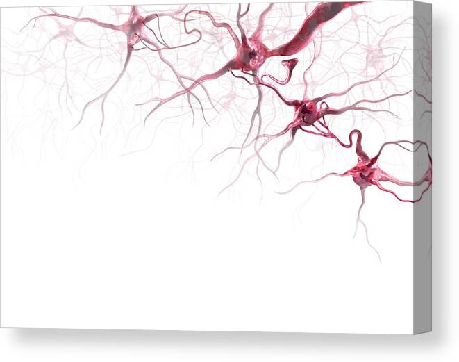 Anatomical Canvas Print featuring the photograph Brain cells, artwork by Science Photo Library